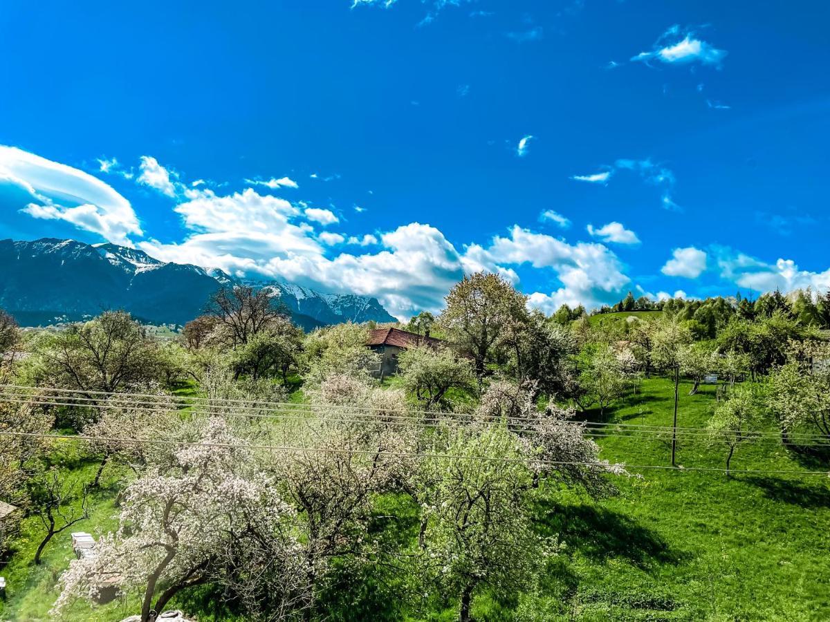 Transylvania Mountain View Cdi Μπραν Εξωτερικό φωτογραφία